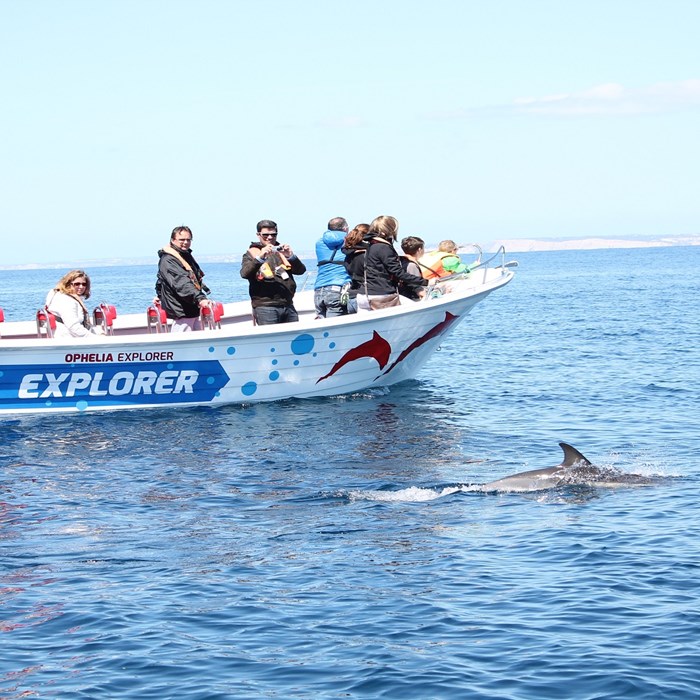 Dolphin Discovery, from Portimão