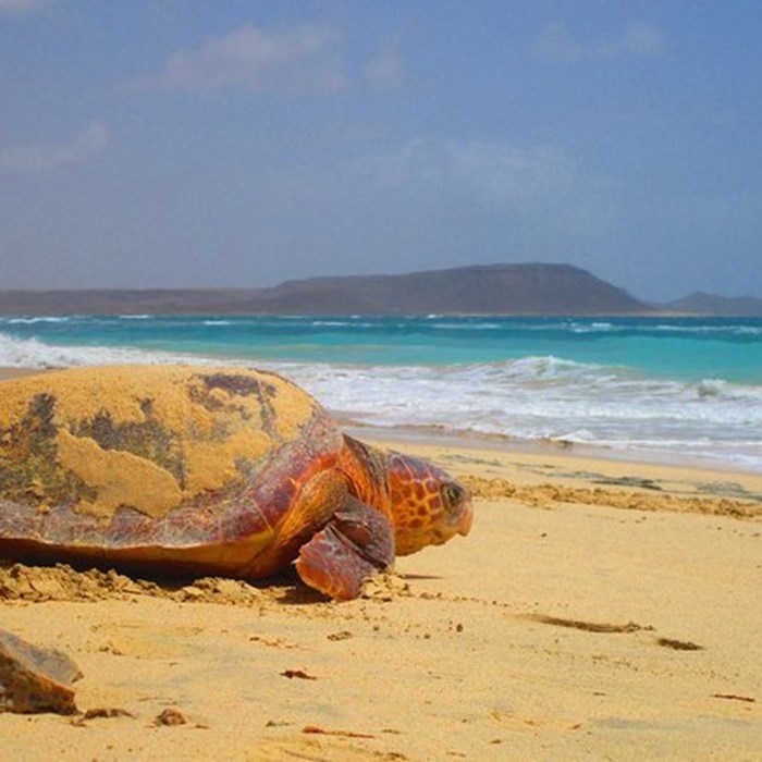 Turtle Watching at Night by Buggy